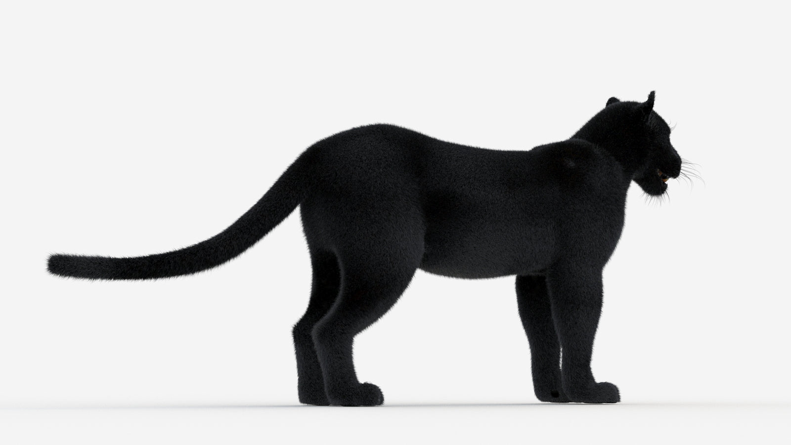 Black Panther 3D Model Fur 360° view 1 frame 12