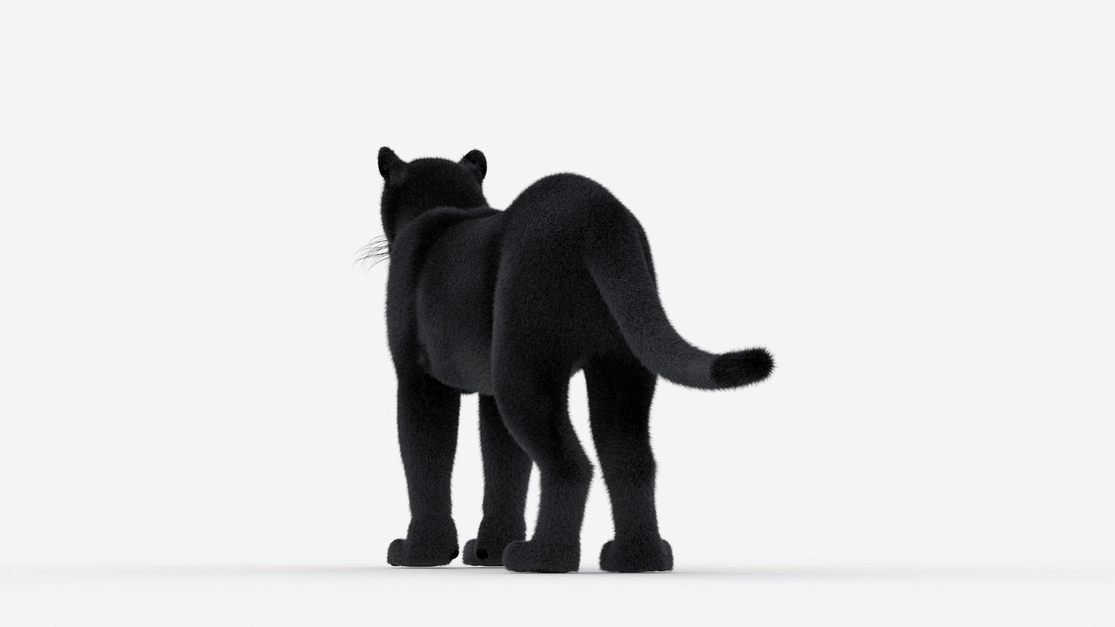 Black Panther 3D Model Fur 360° view 1 frame 20