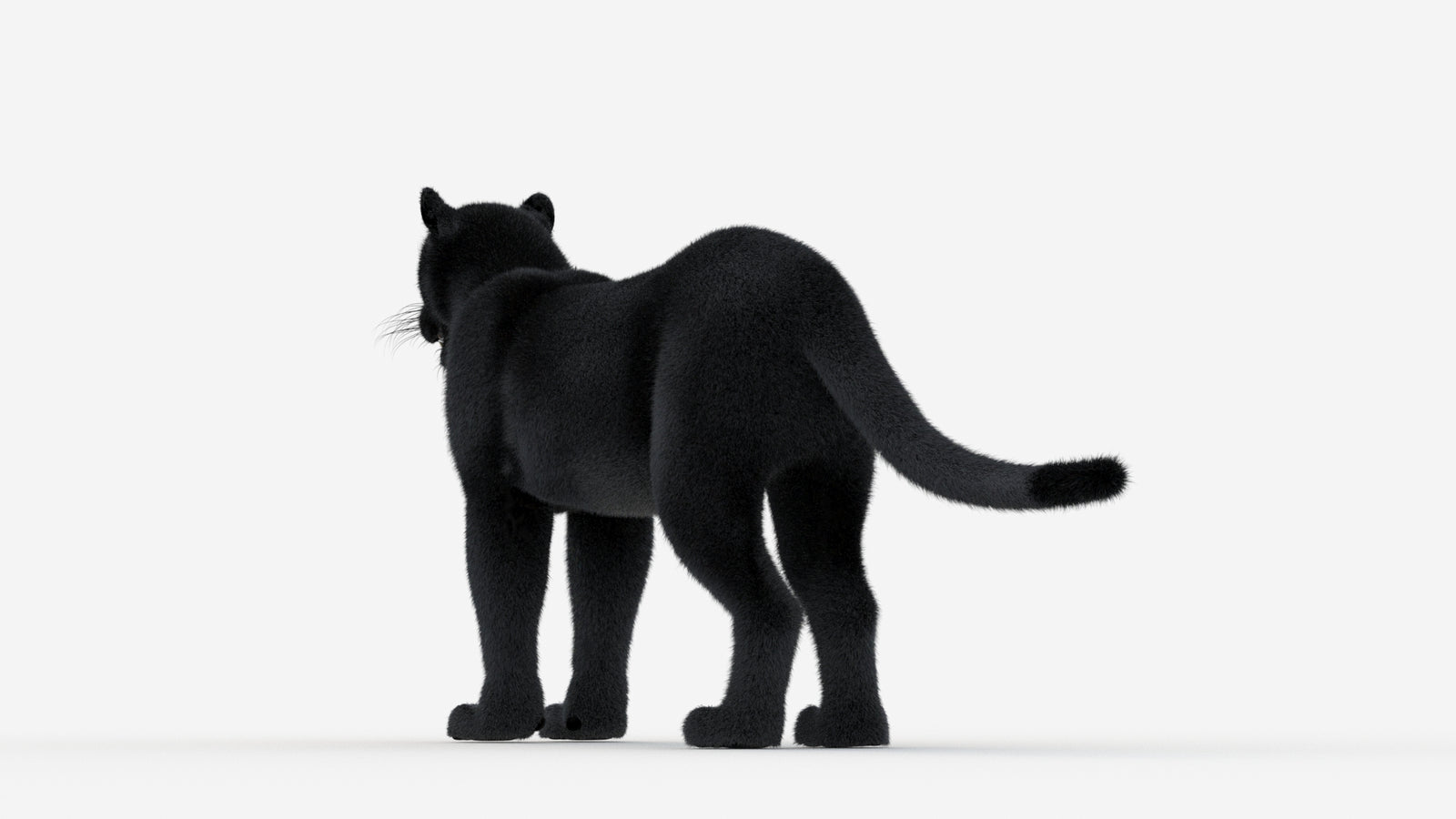 Black Panther 3D Model Fur 360° view 1 frame 21