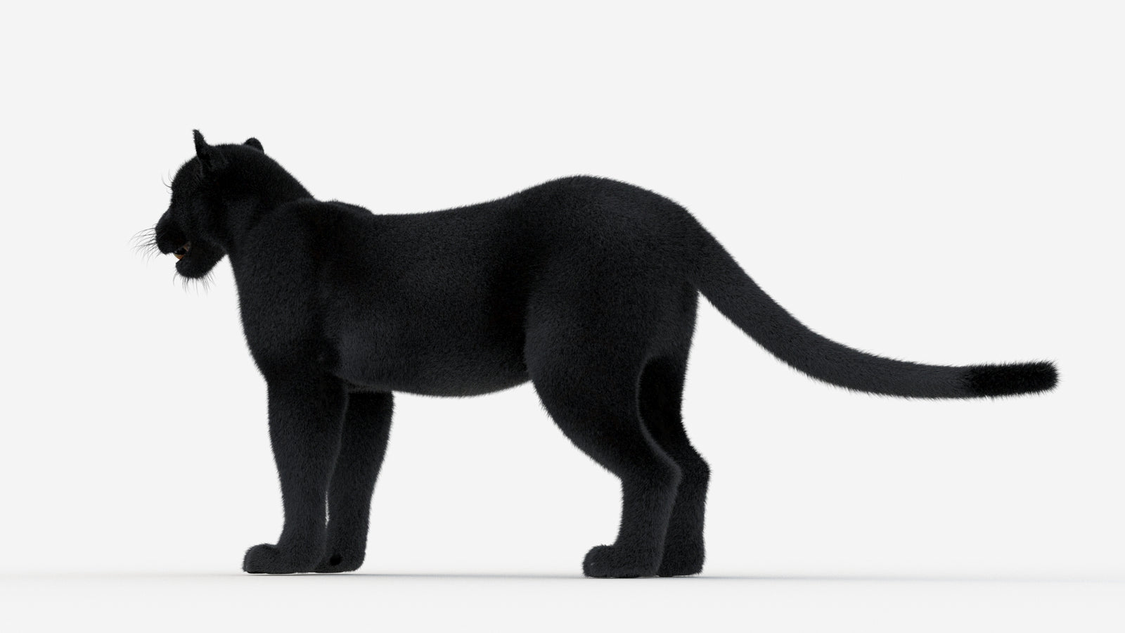 Black Panther 3D Model Fur 360° view 1 frame 24