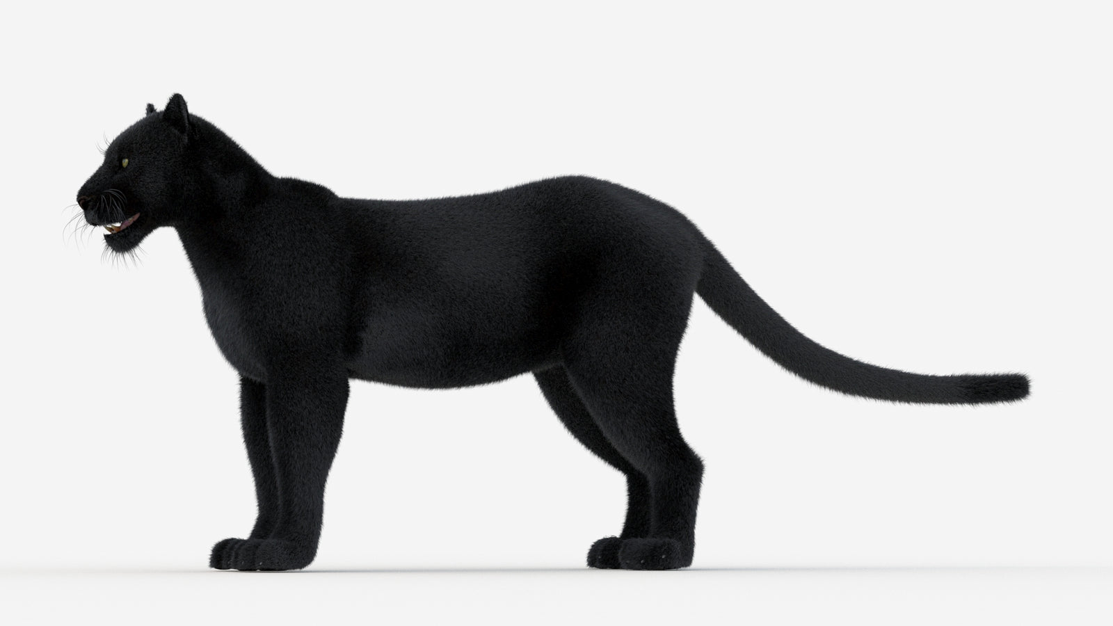 Black Panther 3D Model Fur 360° view 1 frame 29