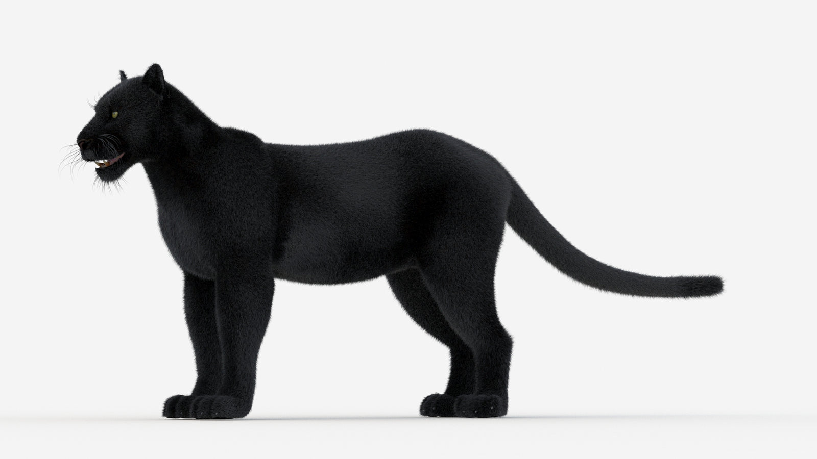 Black Panther 3D Model Fur 360° view 1 frame 30