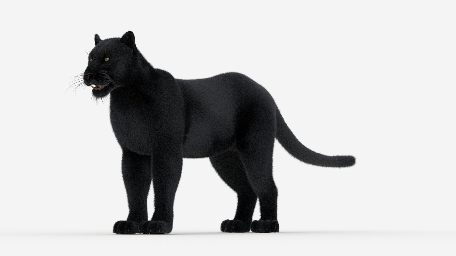 Black Panther 3D Model Fur 360° view 1 frame 32