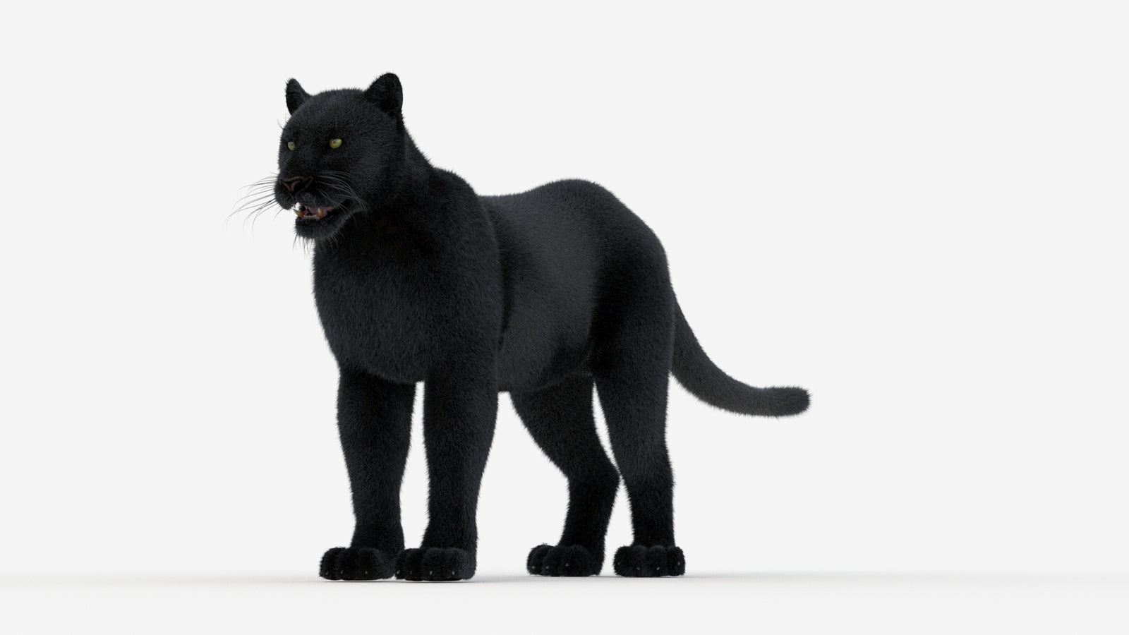 Black Panther 3D Model Fur 360° view 1 frame 33