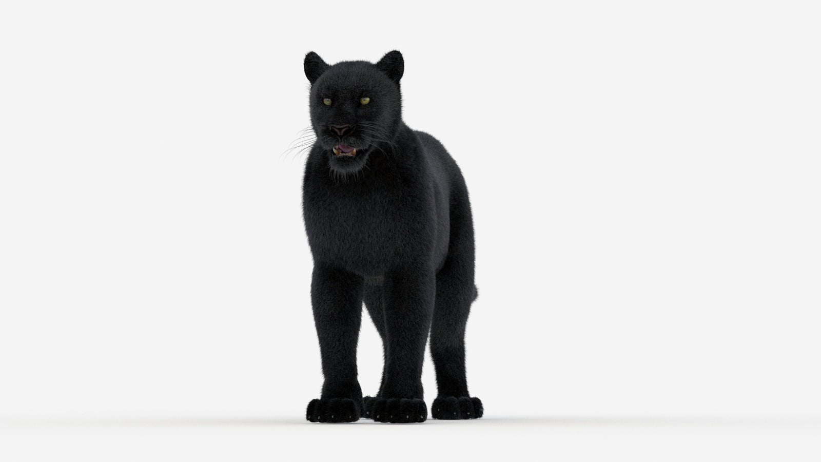 Black Panther 3D Model Fur 360° view 1 frame 35