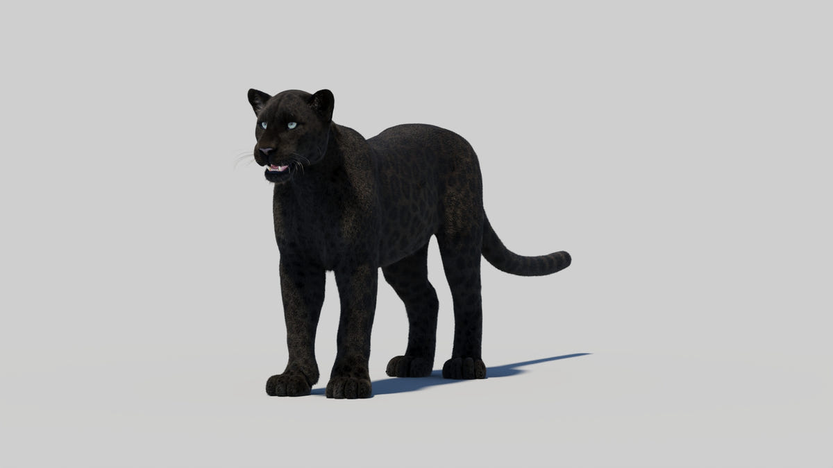 Black Panther 3D Model Rigged Fur - 360 Degree View