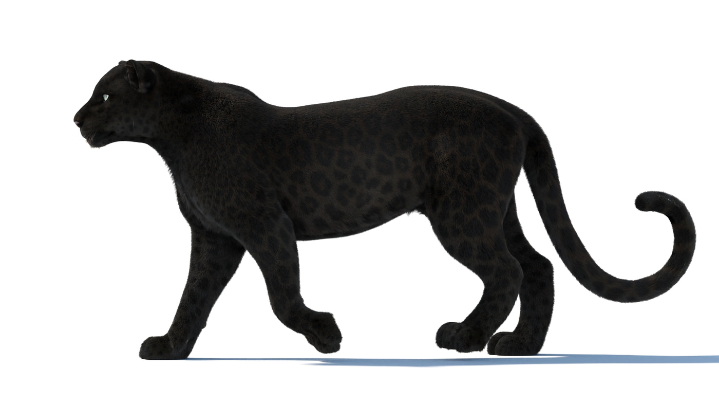 Animated Black Panther 3D Model with Fur - 360 Degree View