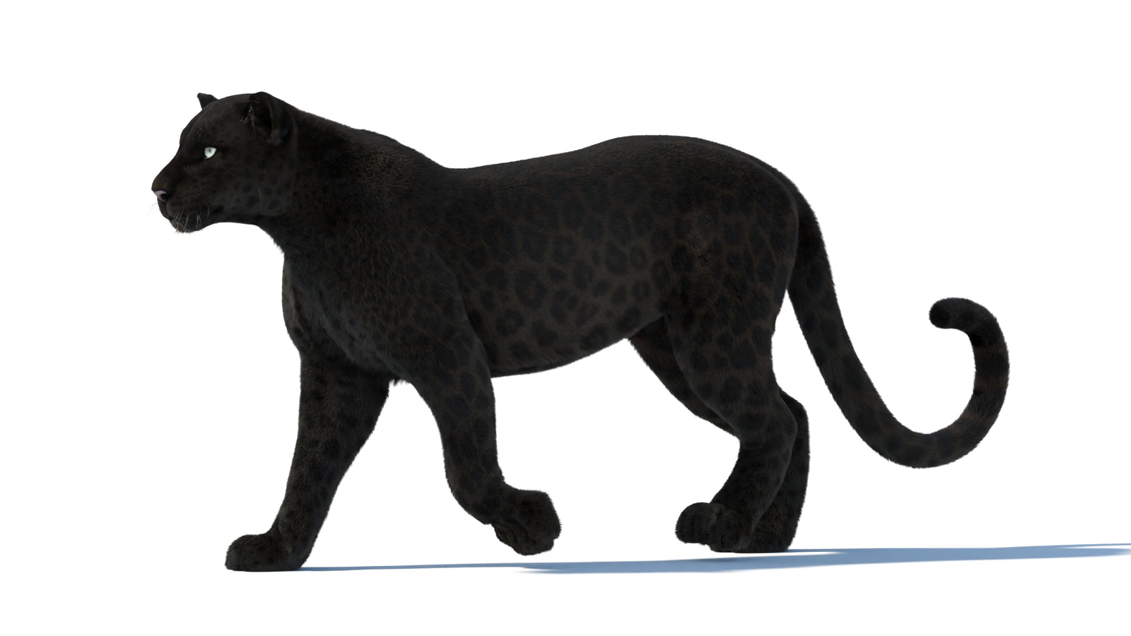 Animated Black Panther Animal 3D Model with Fur 360° view 1 frame 3
