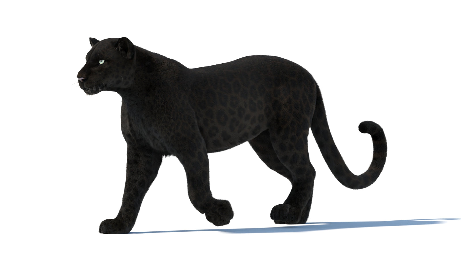 Animated Black Panther Animal 3D Model with Fur 360° view 1 frame 4