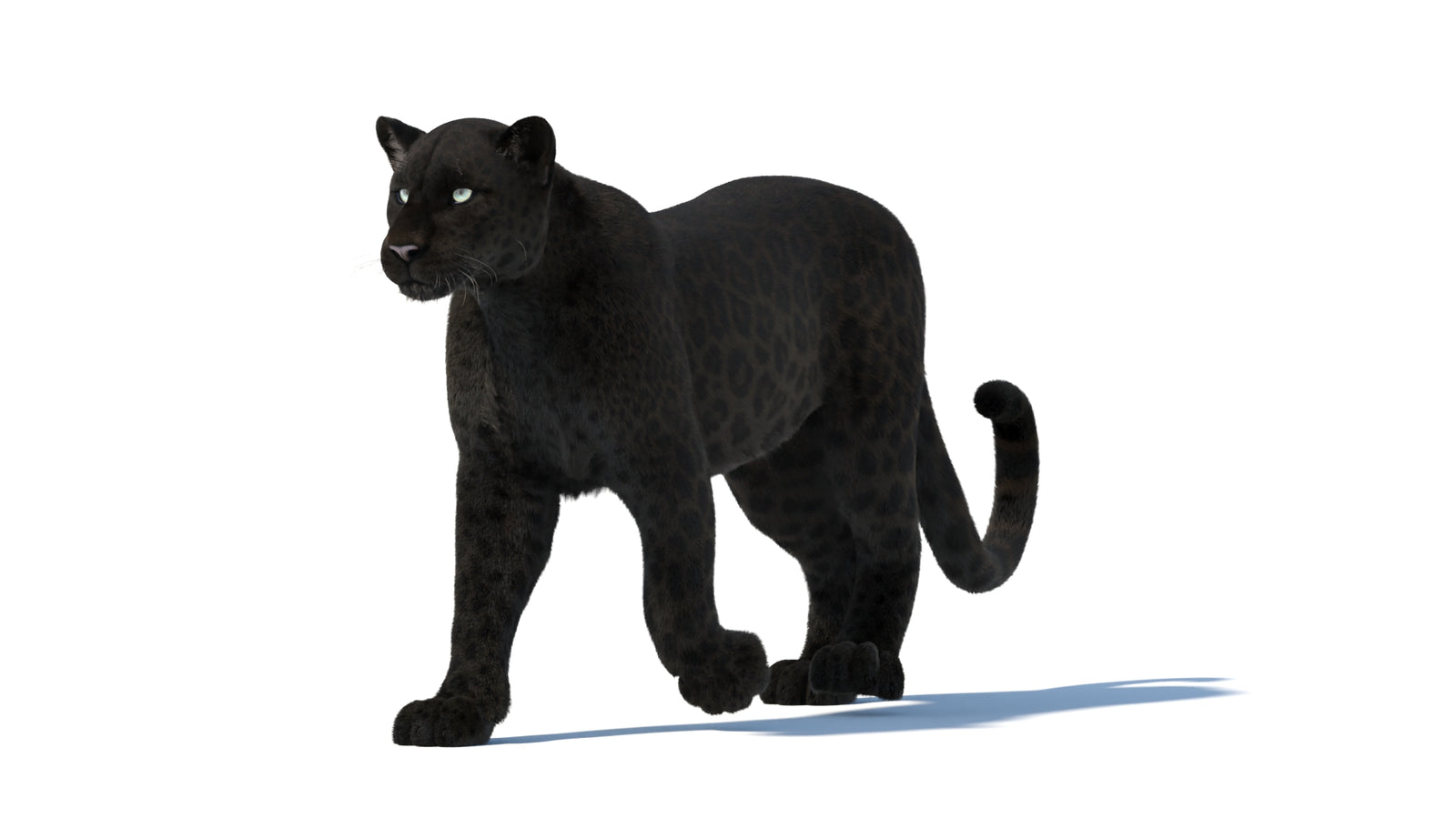 Animated Black Panther Animal 3D Model with Fur 360° view 1 frame 6