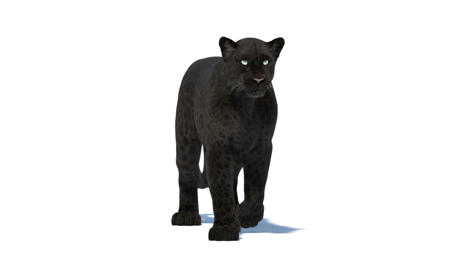 Animated Black Panther Animal 3D Model with Fur 360° view 1 frame 10