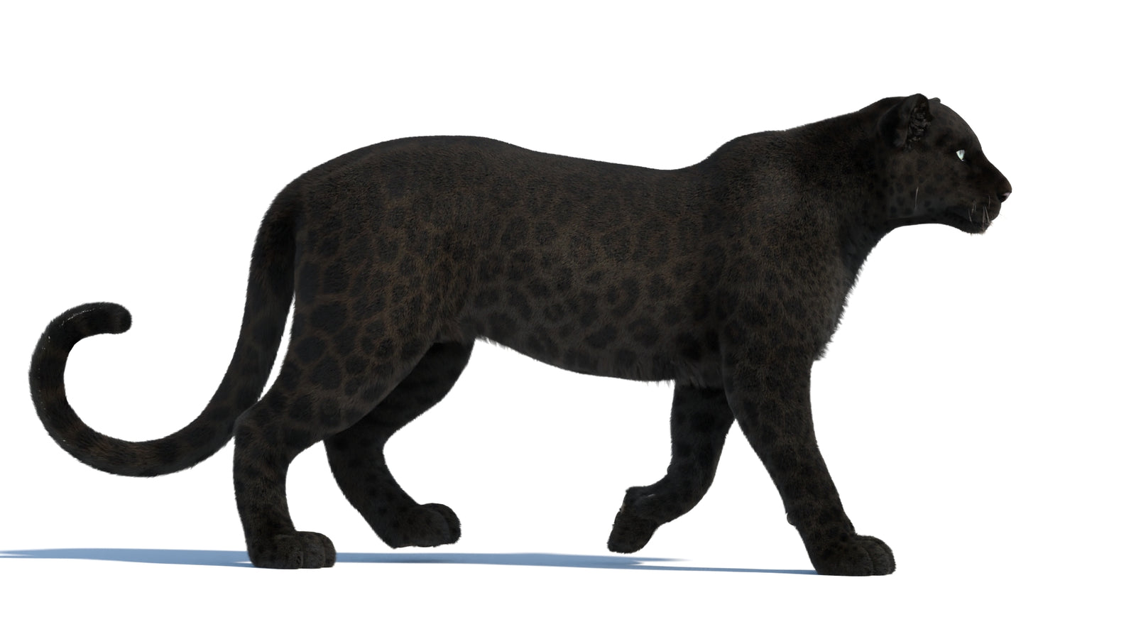 Animated Black Panther Animal 3D Model with Fur 360° view 1 frame 17