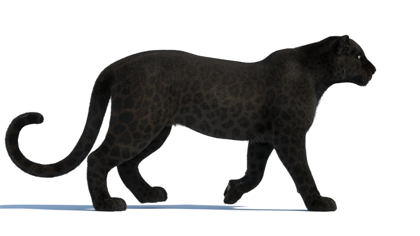 Animated Black Panther Animal 3D Model with Fur 360° view 1 frame 18