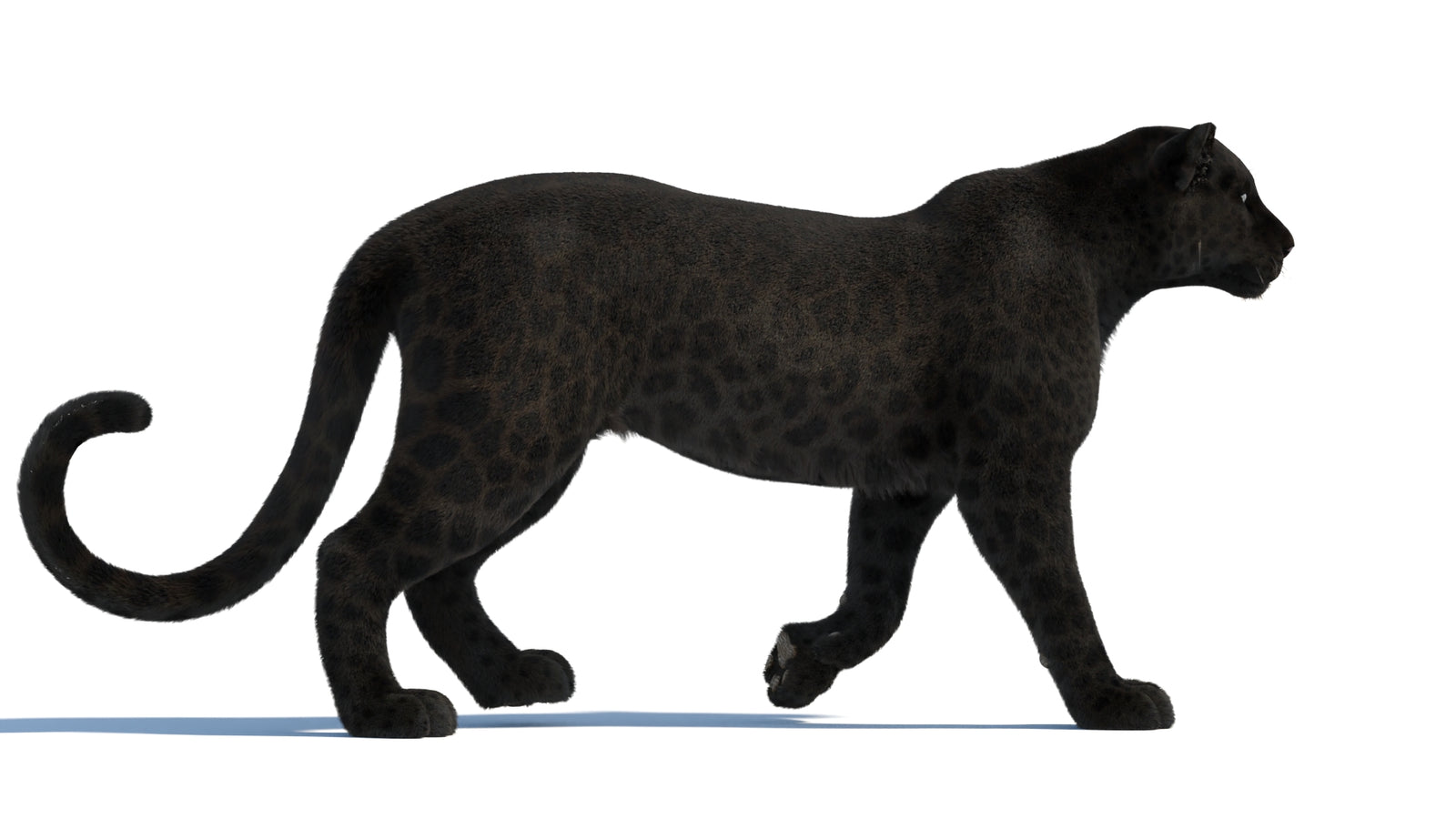 Animated Black Panther Animal 3D Model with Fur 360° view 1 frame 19