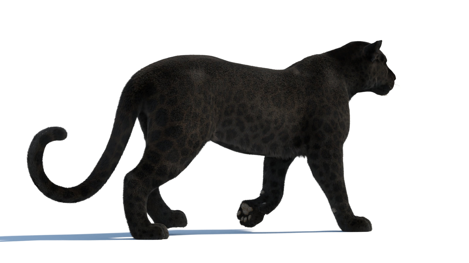 Animated Black Panther Animal 3D Model with Fur 360° view 1 frame 21