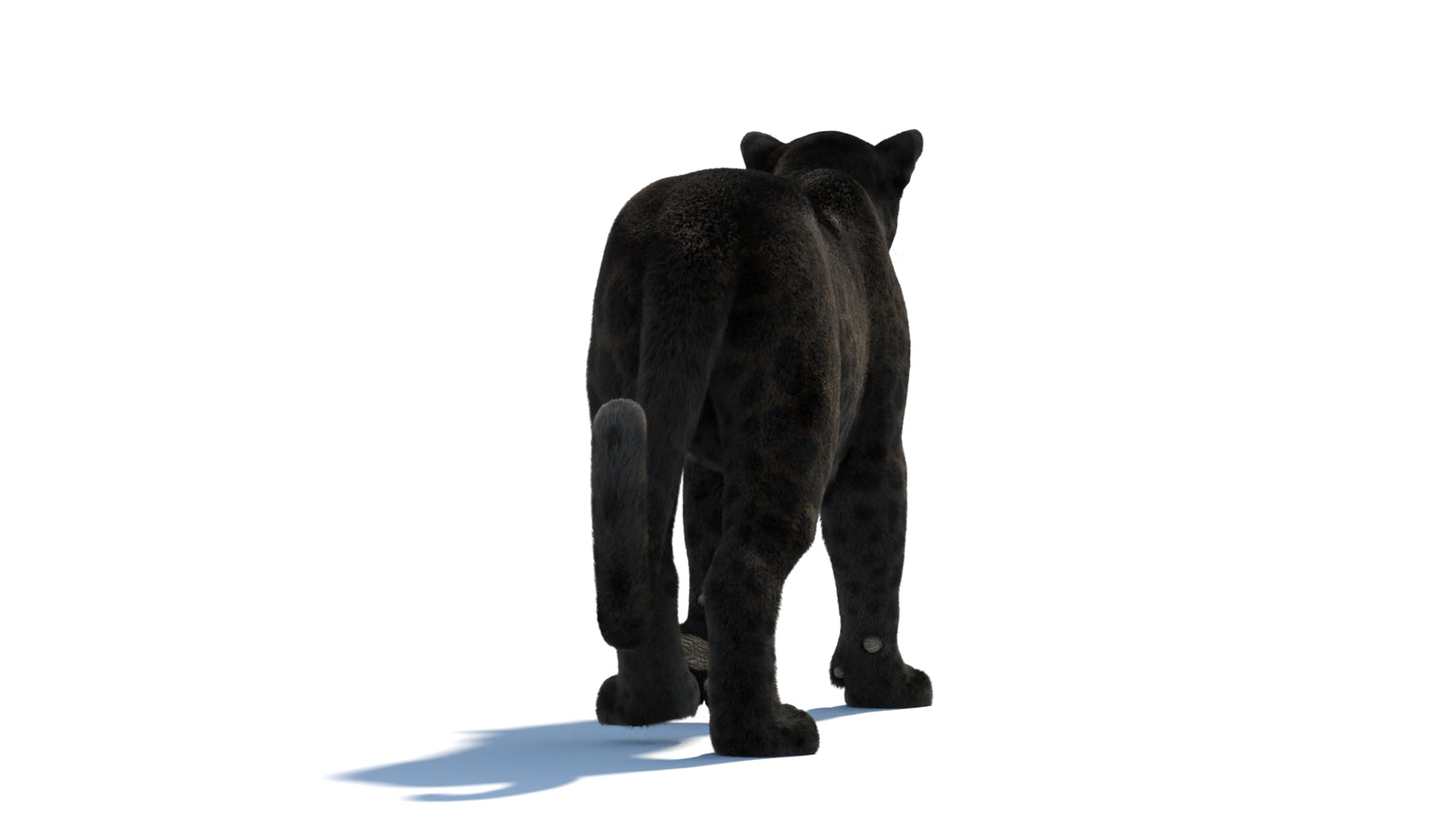 Animated Black Panther Animal 3D Model with Fur 360° view 1 frame 26
