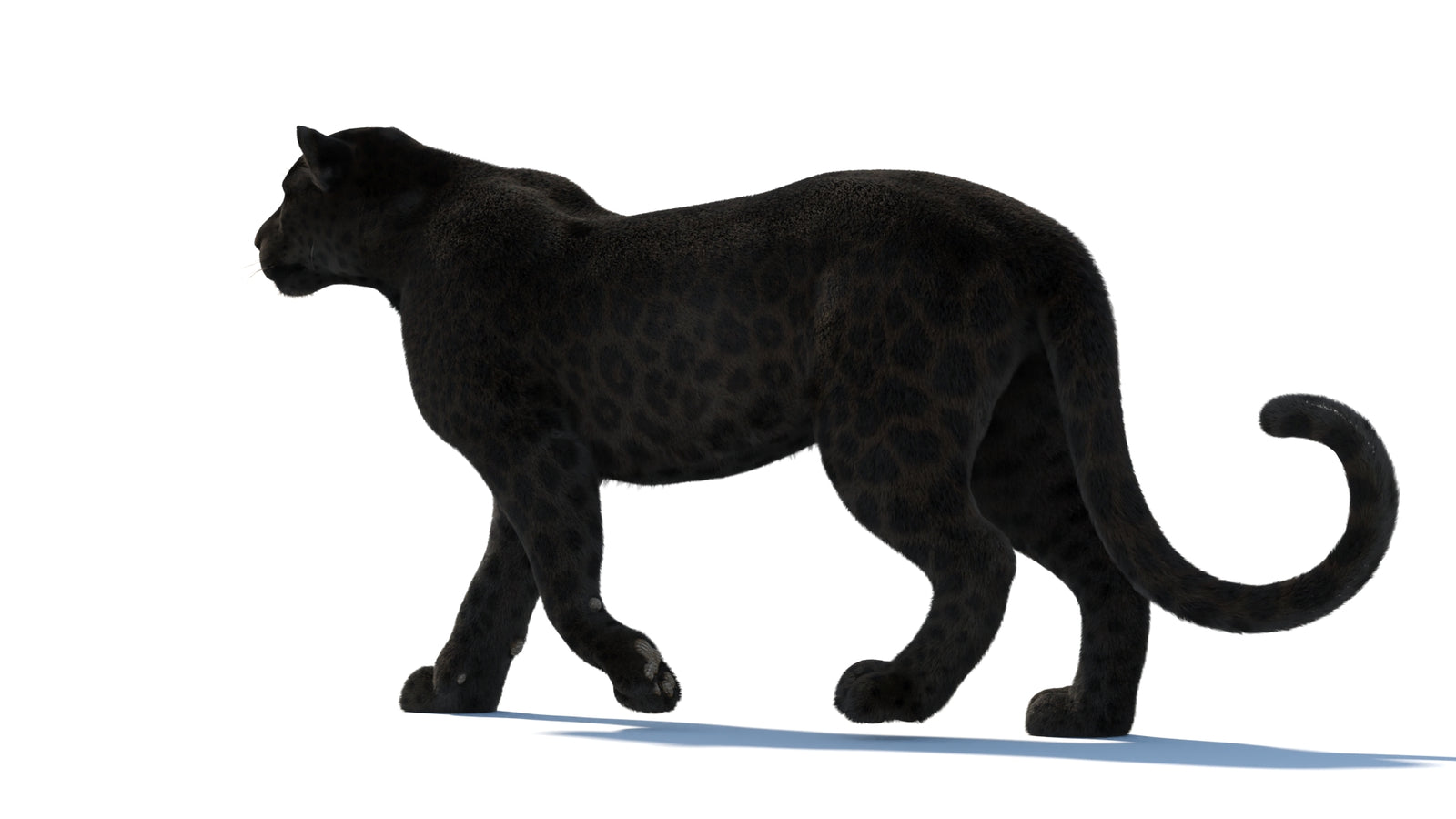 Animated Black Panther Animal 3D Model with Fur 360° view 1 frame 33