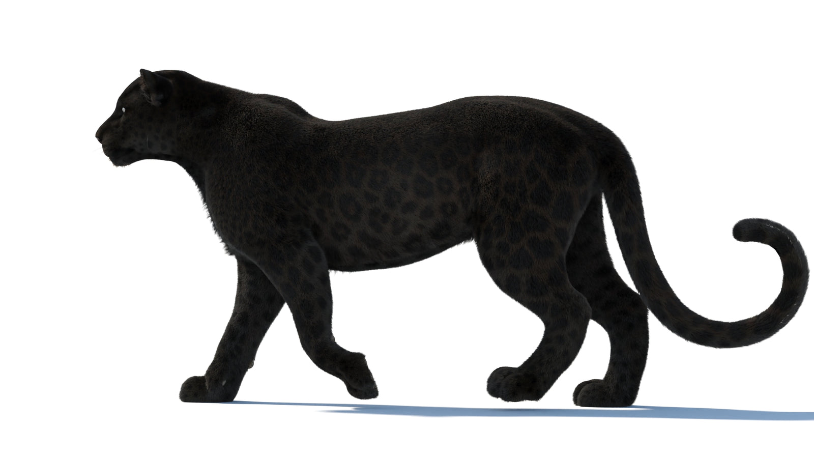 Animated Black Panther Animal 3D Model with Fur 360° view 1 frame 35