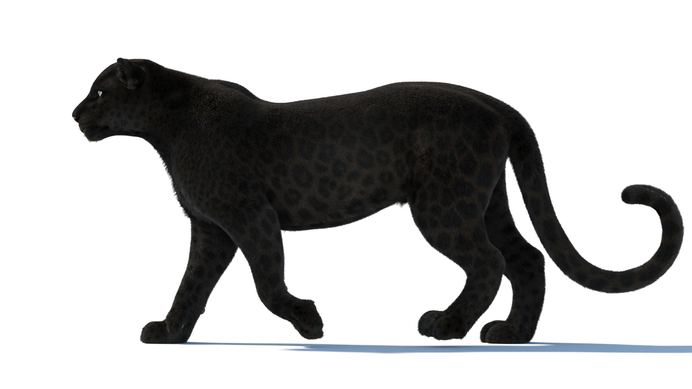 Animated Black Panther 3D Model with Fur - 360 Degree View