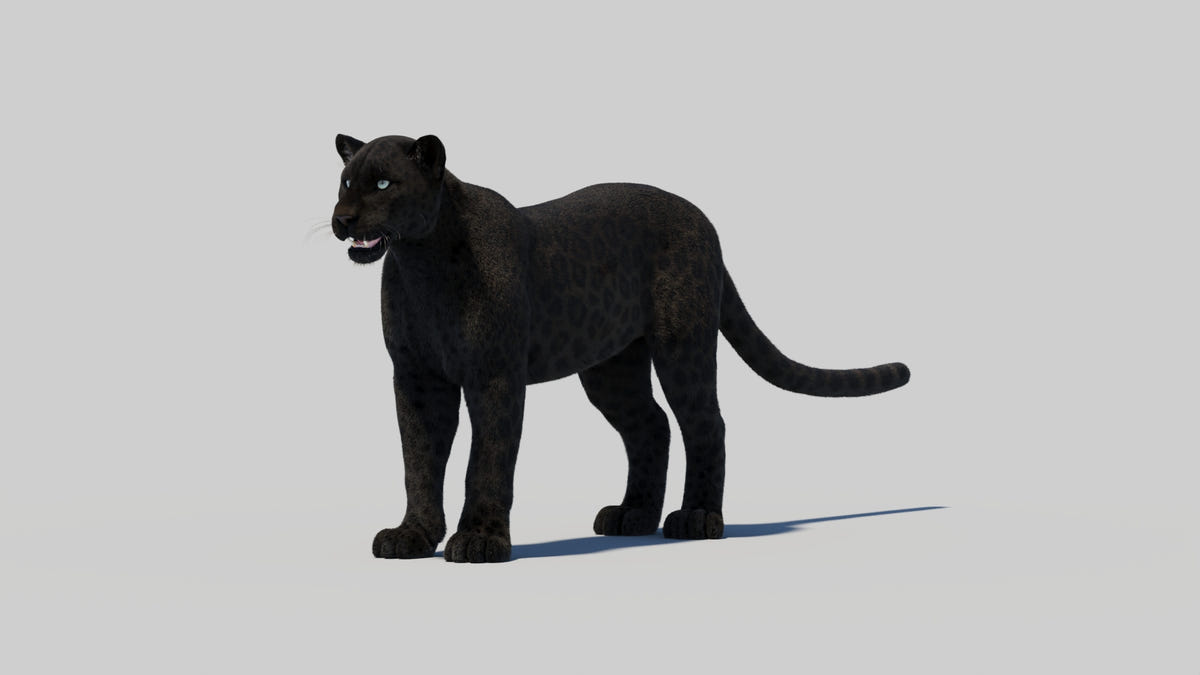 Black Panther 3D Model with Realistic Fur - 360 Degree View