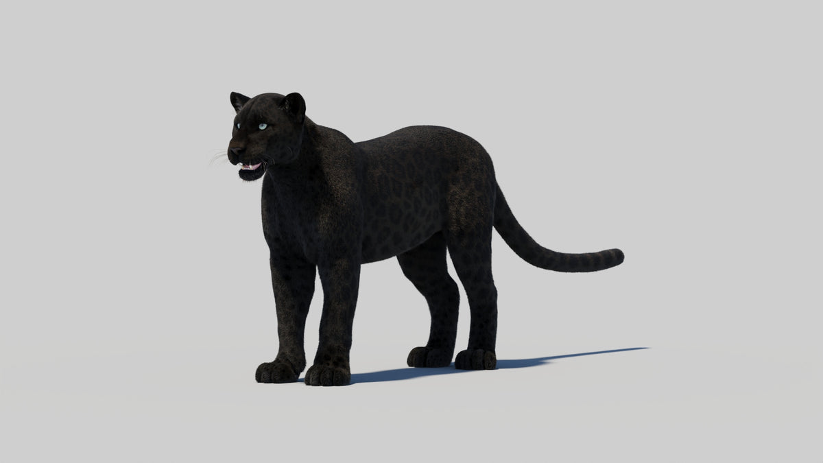 Black Panther 3D Model with Realistic Fur - 360 Degree View