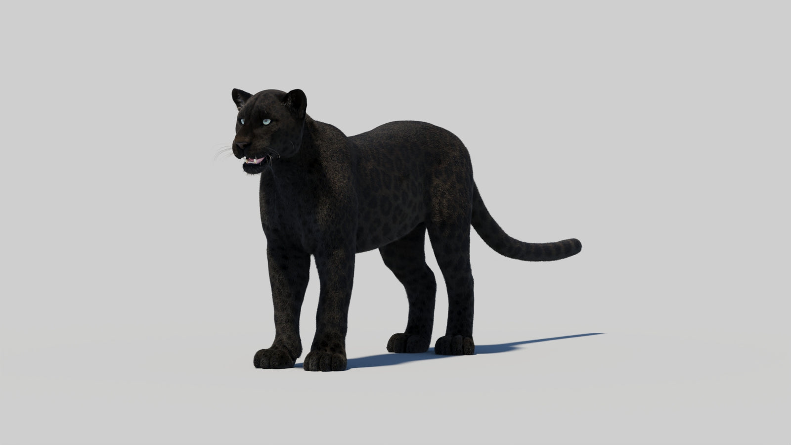 Black Panther 3D Model with Realistic Fur 360° view 2 frame 1