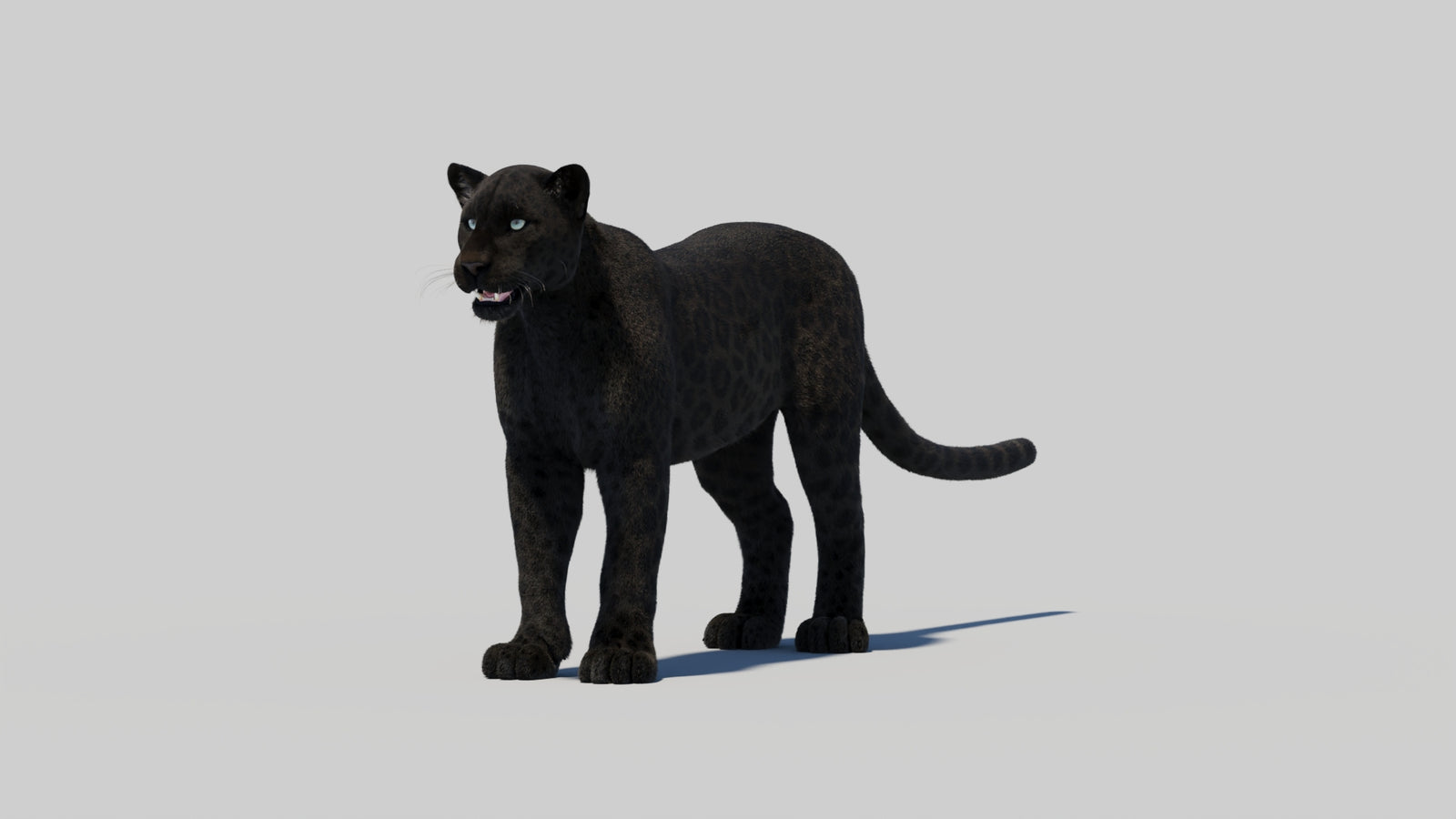 Black Panther 3D Model with Realistic Fur 360° view 2 frame 2