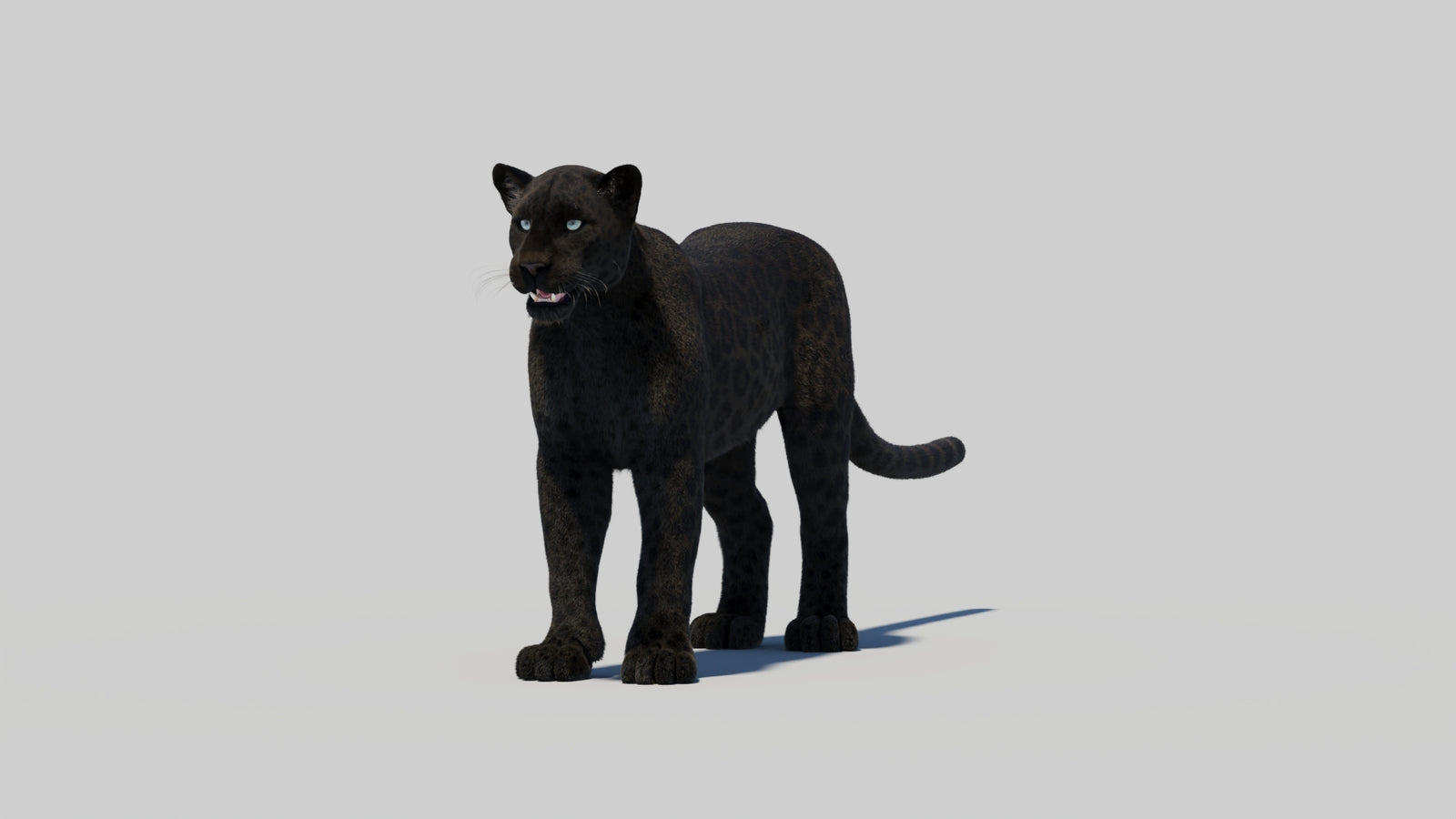 Black Panther 3D Model with Realistic Fur 360° view 2 frame 4