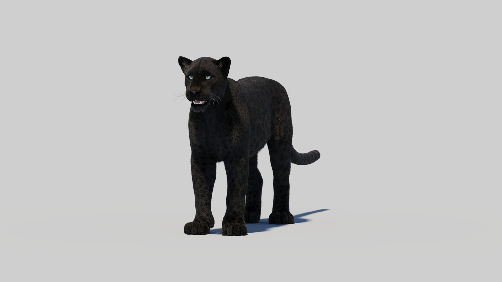 Black Panther 3D Model with Realistic Fur 360° view 2 frame 5