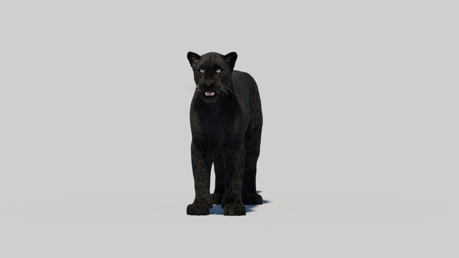 Black Panther 3D Model with Realistic Fur 360° view 2 frame 8