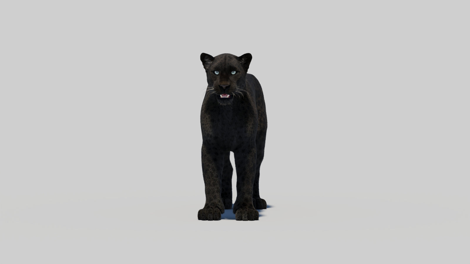 Black Panther 3D Model with Realistic Fur 360° view 2 frame 9