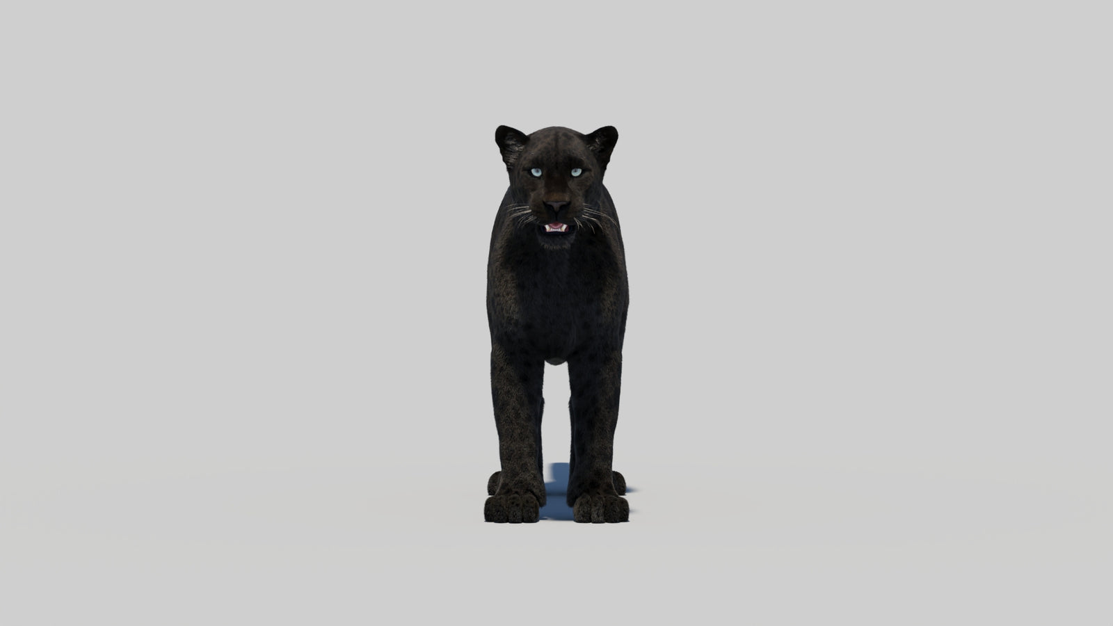 Black Panther 3D Model with Realistic Fur 360° view 2 frame 10