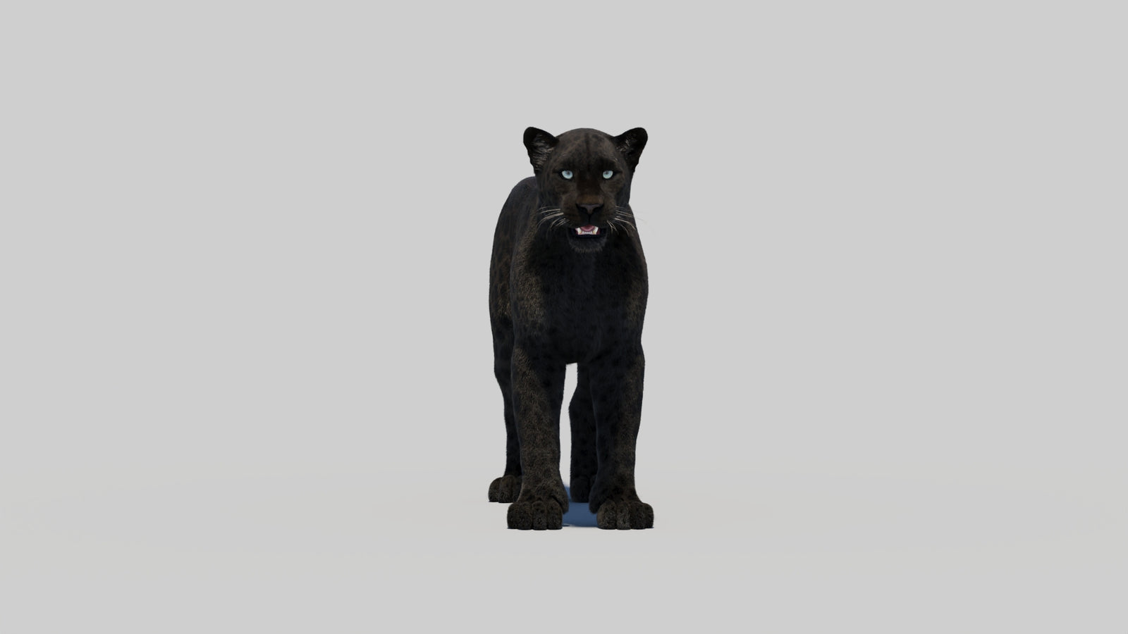 Black Panther 3D Model with Realistic Fur 360° view 2 frame 11