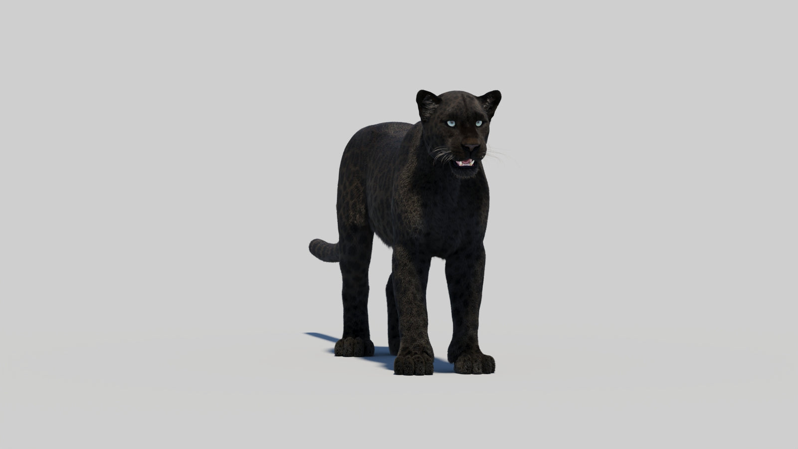 Black Panther 3D Model with Realistic Fur 360° view 2 frame 14