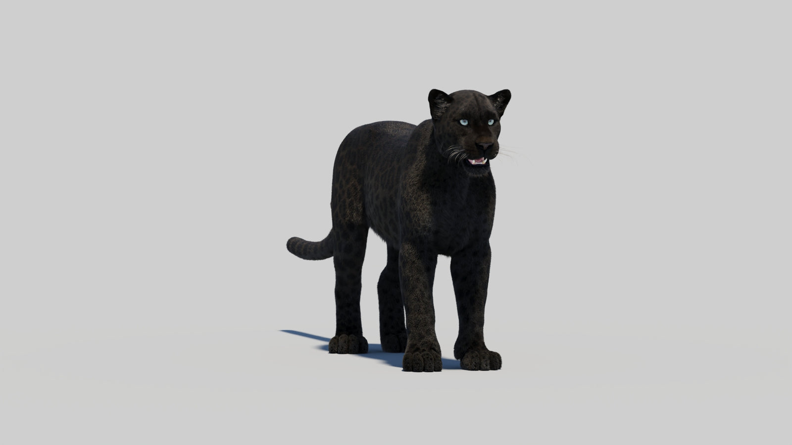 Black Panther 3D Model with Realistic Fur 360° view 2 frame 15
