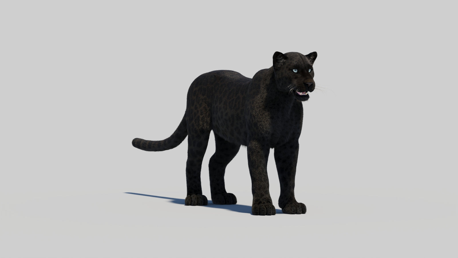 Black Panther 3D Model with Realistic Fur 360° view 2 frame 18