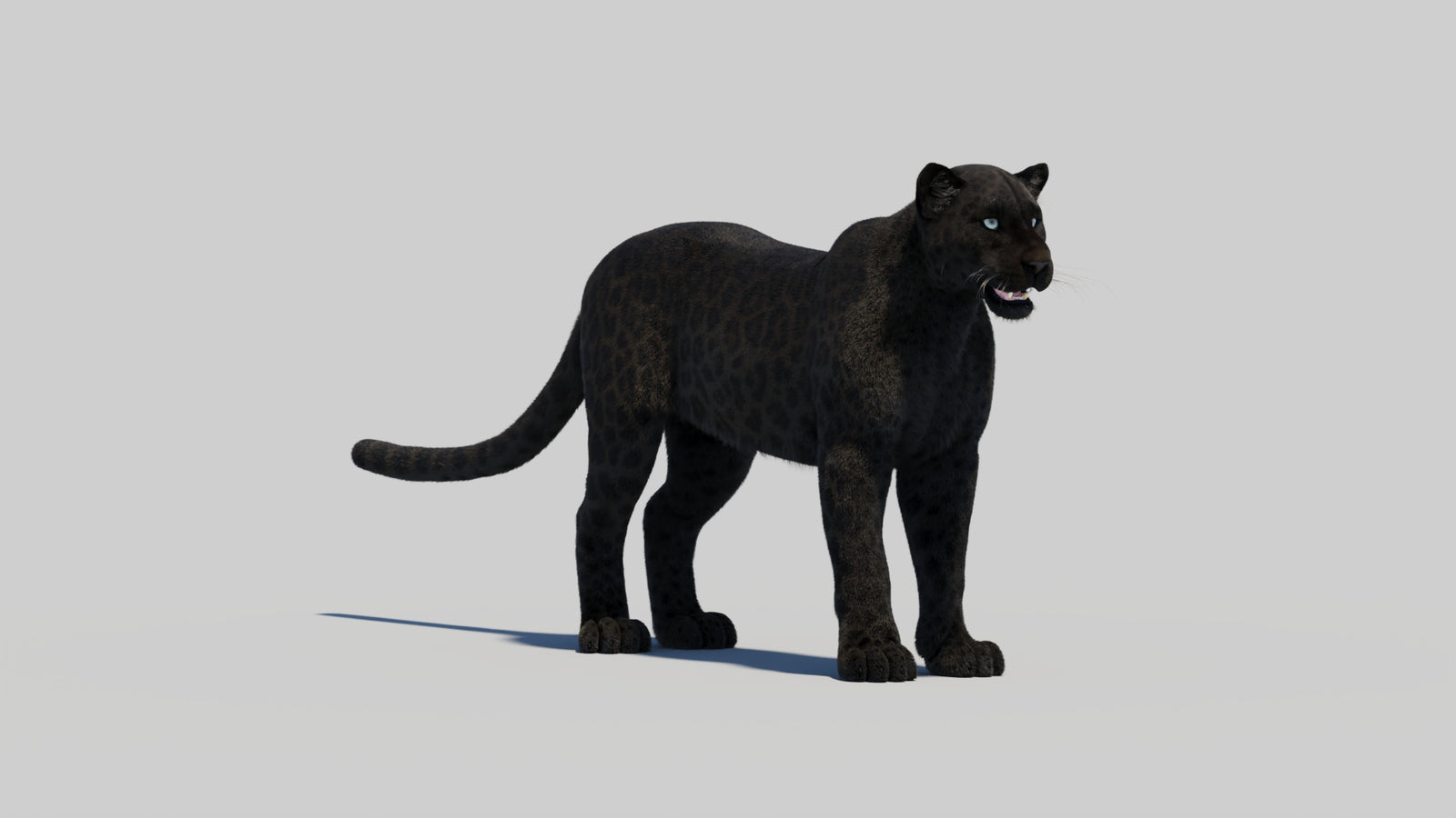 Black Panther 3D Model with Realistic Fur 360° view 2 frame 20