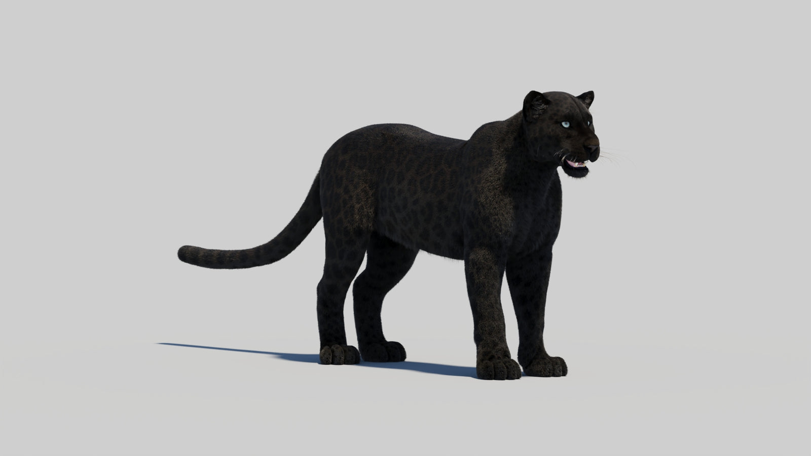 Black Panther 3D Model with Realistic Fur 360° view 2 frame 21