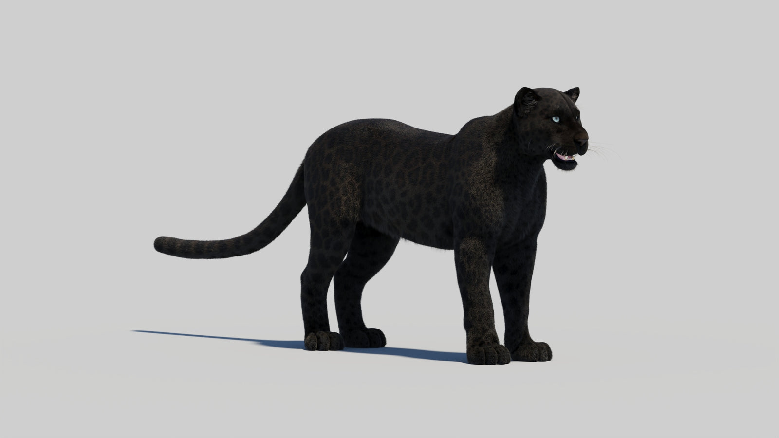 Black Panther 3D Model with Realistic Fur 360° view 2 frame 22