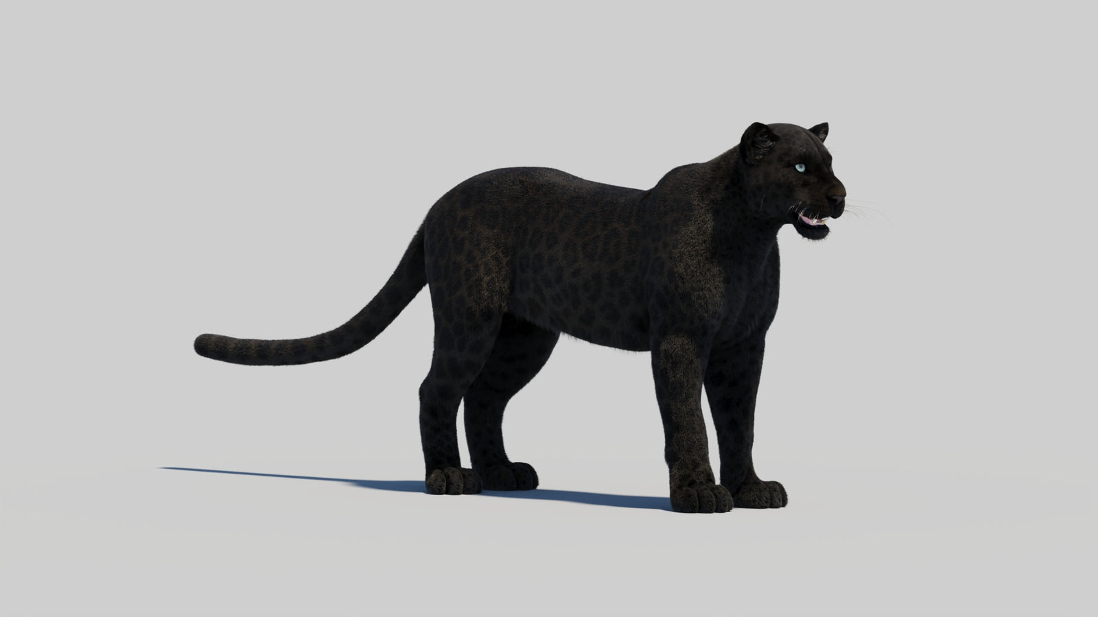 Black Panther 3D Model with Realistic Fur 360° view 2 frame 23