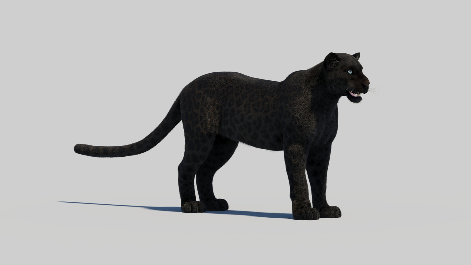 Black Panther 3D Model with Realistic Fur 360° view 2 frame 24