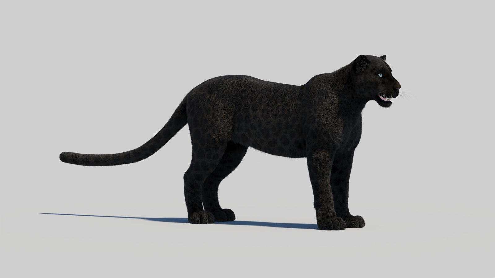 Black Panther 3D Model with Realistic Fur 360° view 2 frame 26