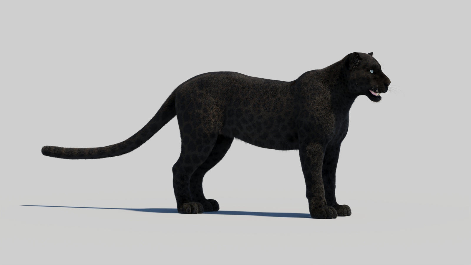 Black Panther 3D Model with Realistic Fur 360° view 2 frame 28