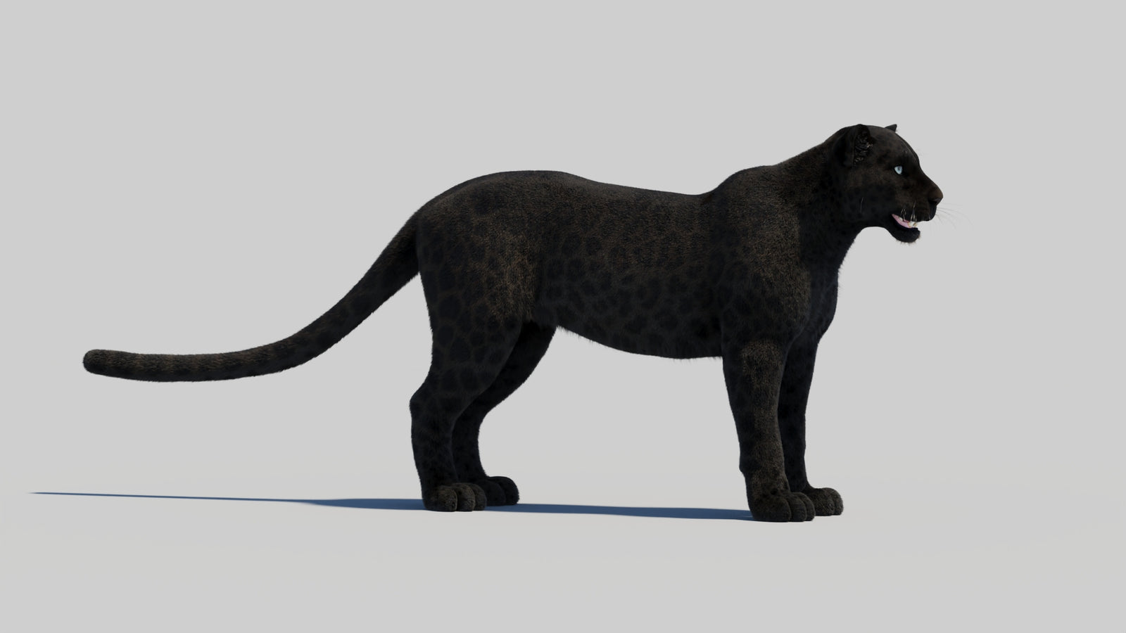 Black Panther 3D Model with Realistic Fur 360° view 2 frame 29