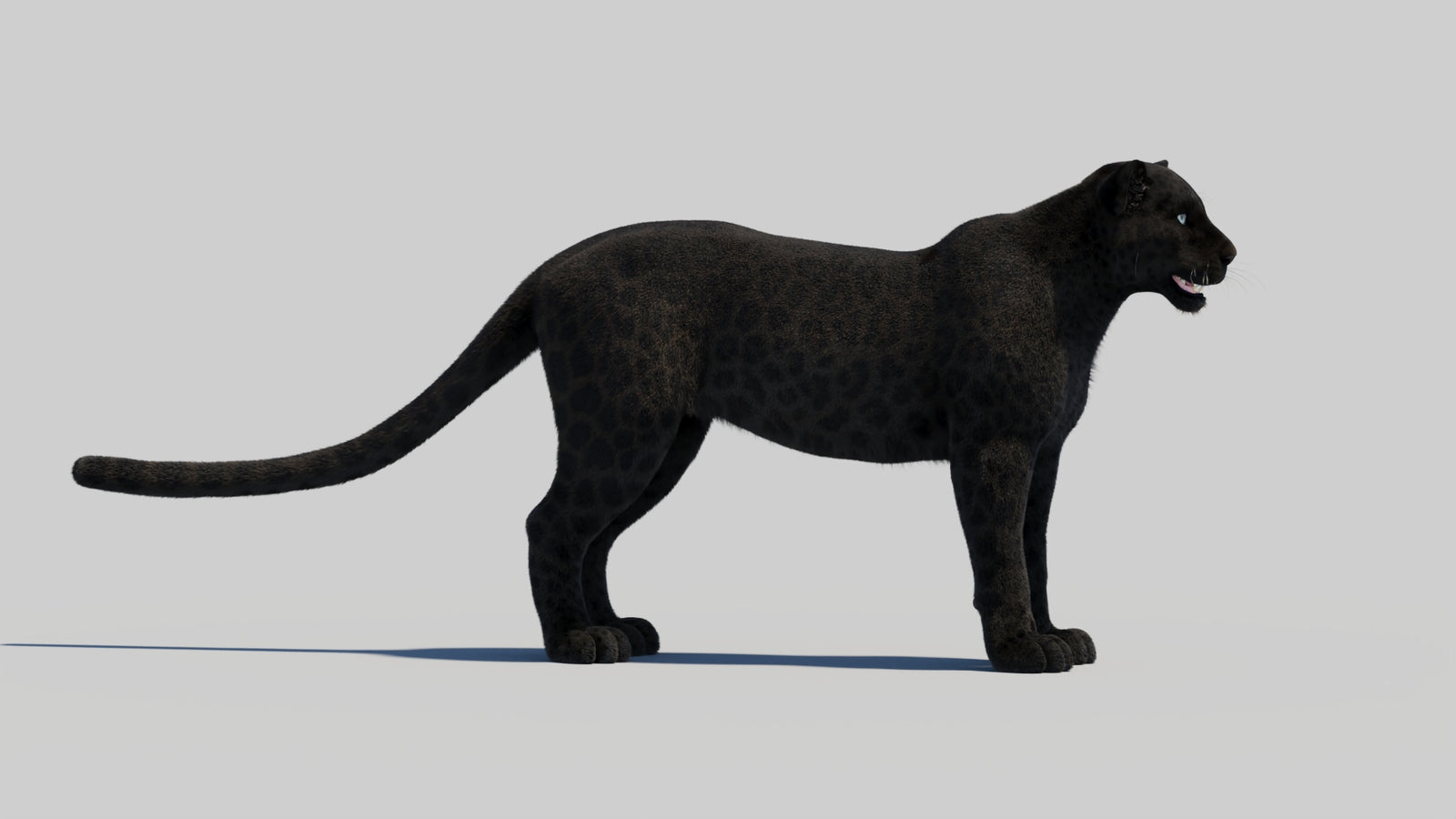Black Panther 3D Model with Realistic Fur 360° view 2 frame 31