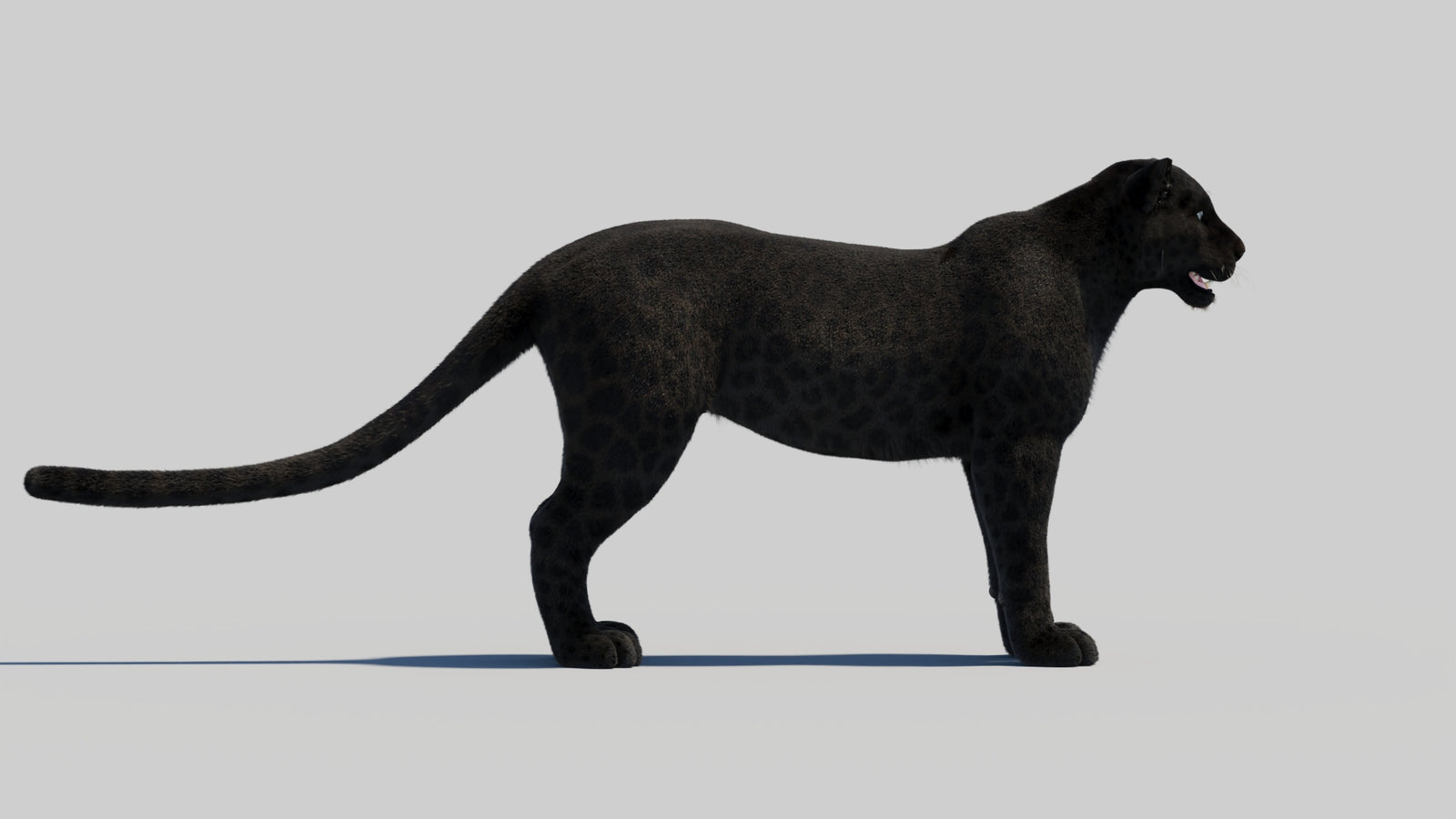 Black Panther 3D Model with Realistic Fur 360° view 2 frame 36
