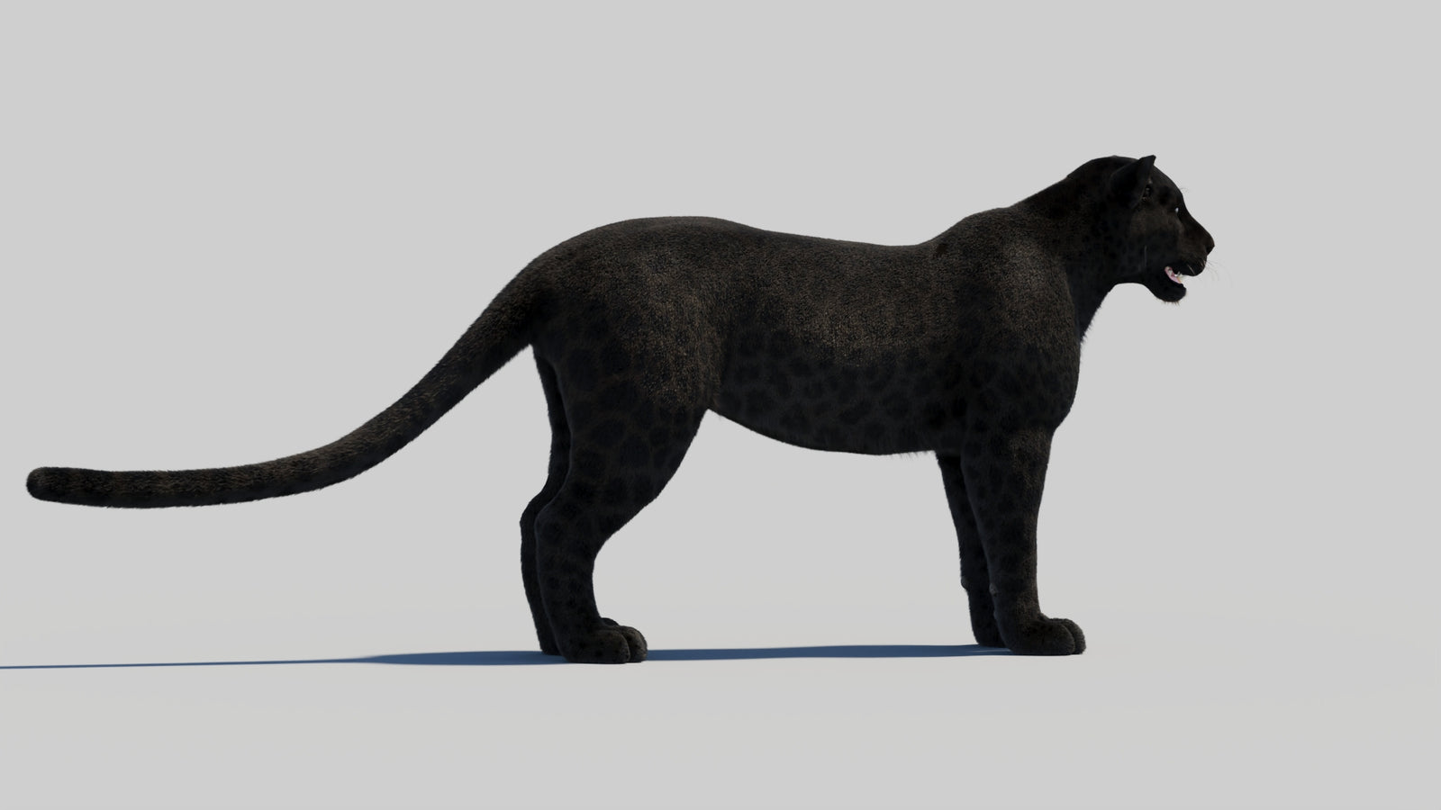 Black Panther 3D Model with Realistic Fur 360° view 2 frame 39