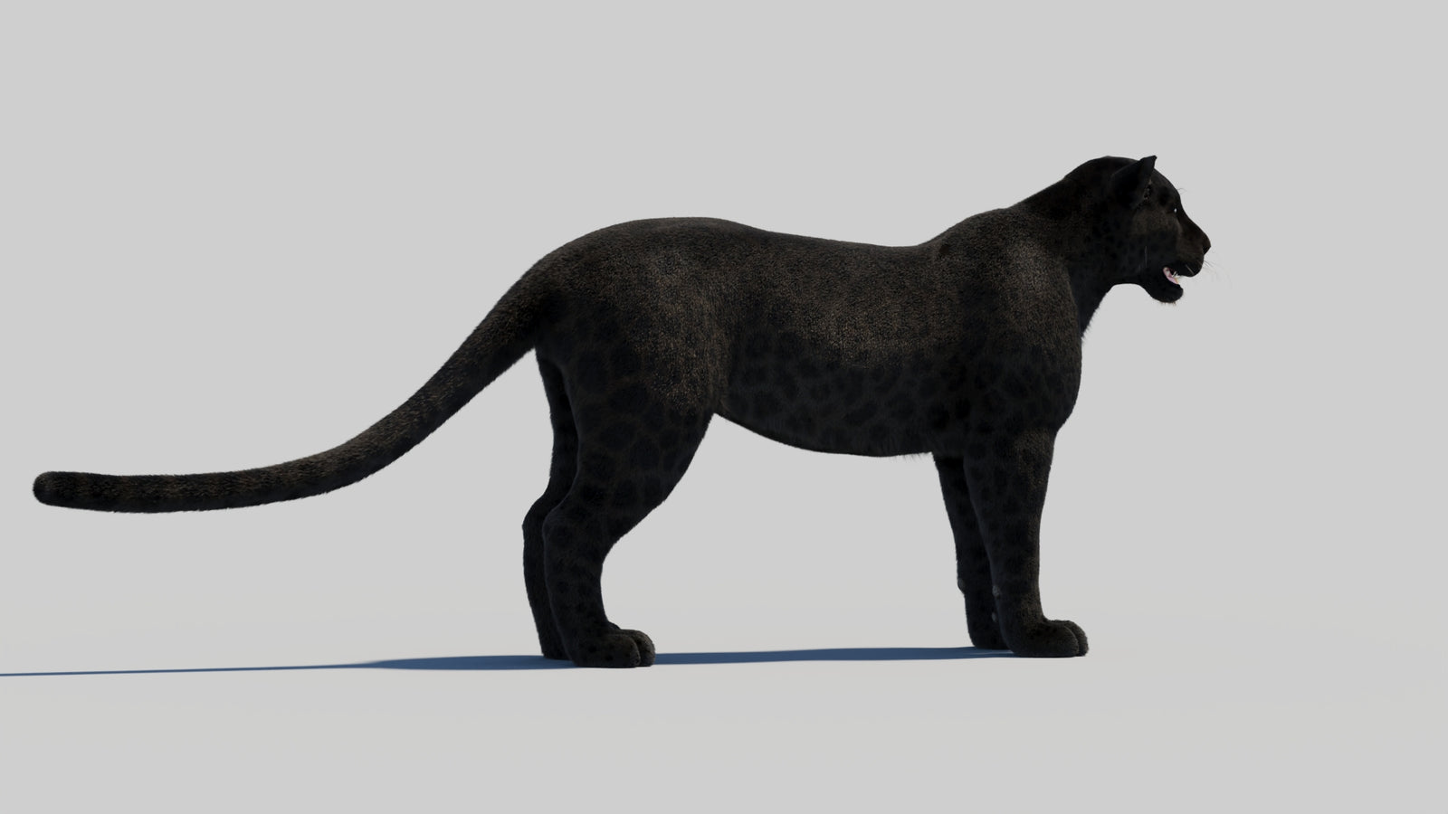Black Panther 3D Model with Realistic Fur 360° view 2 frame 40