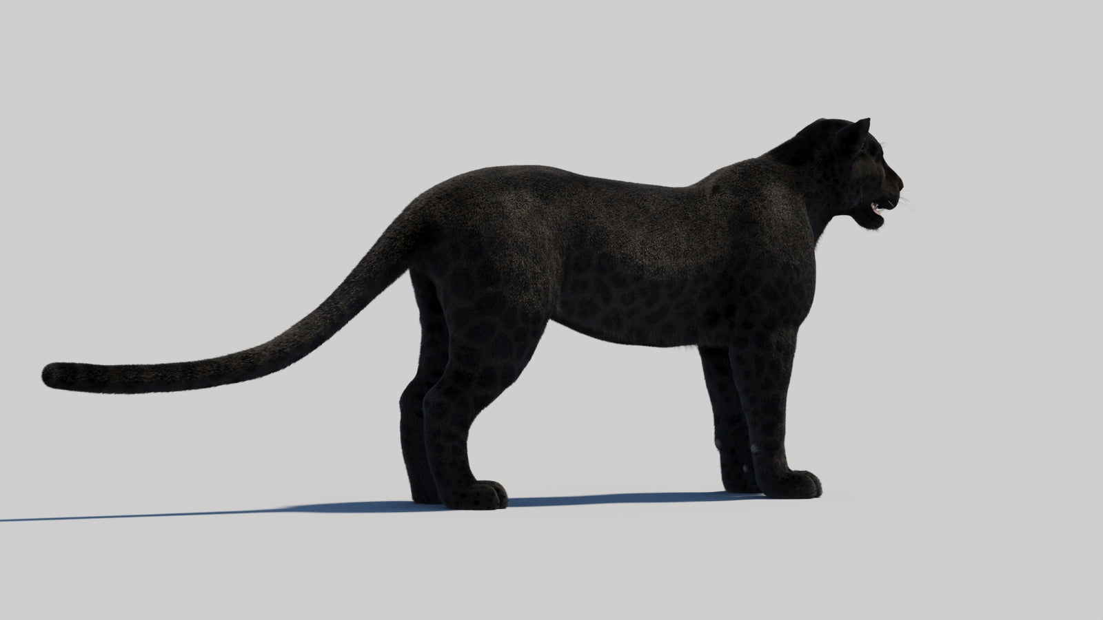 Black Panther 3D Model with Realistic Fur 360° view 2 frame 42