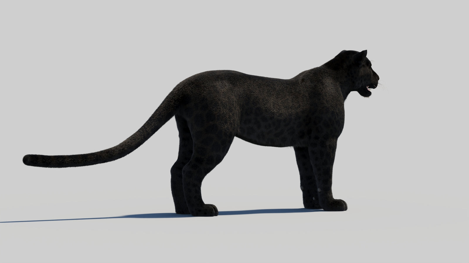 Black Panther 3D Model with Realistic Fur 360° view 2 frame 43